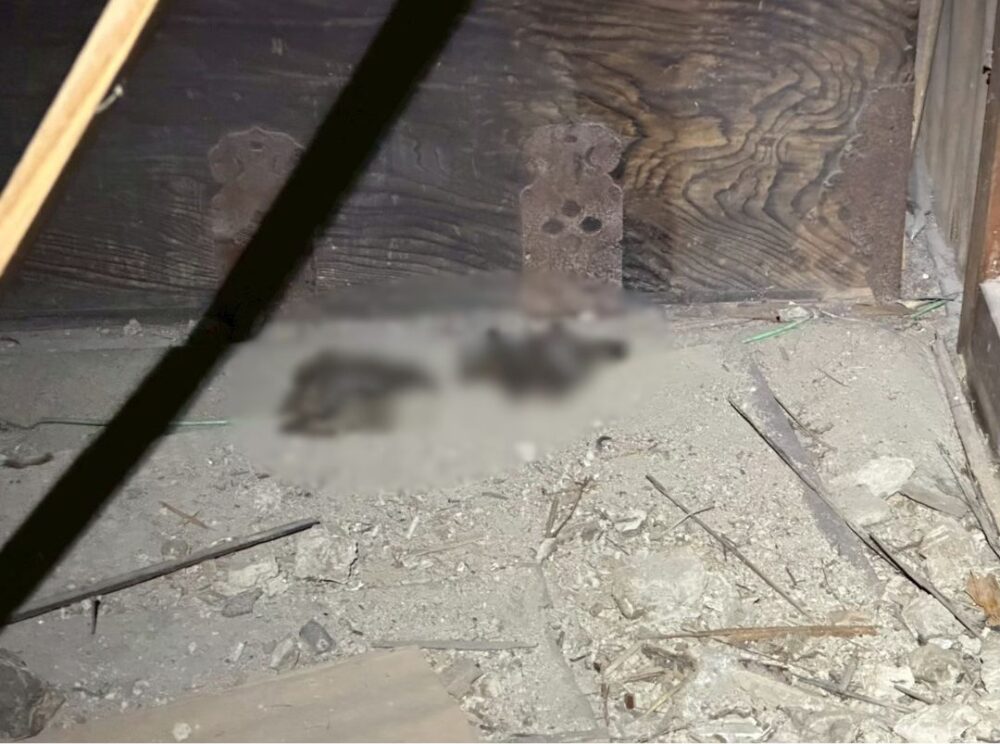 大分県中津市　アライグマによる被害　K様邸　駆除実績