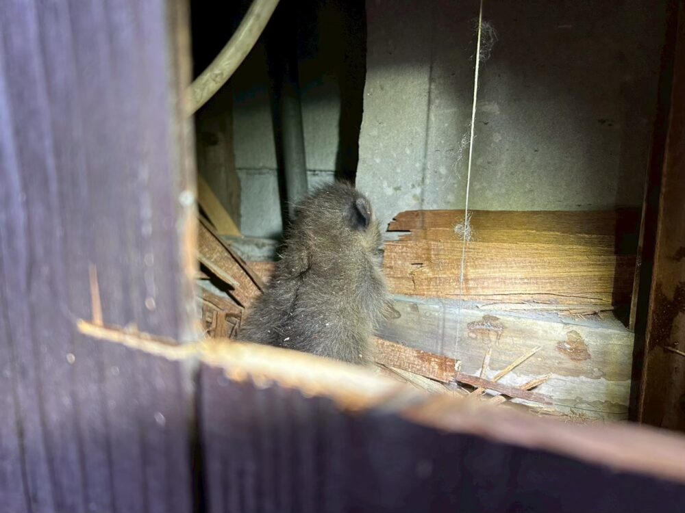 長崎県東彼杵郡東彼杵町　アライグマによる被害　I様邸　駆除実績