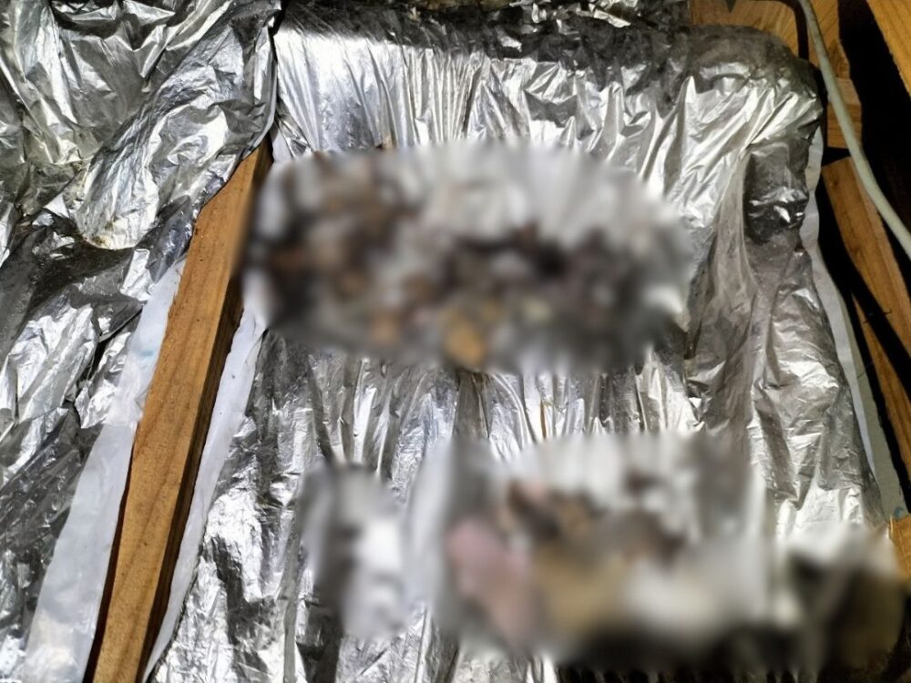 福岡県三井郡大刀洗町　アライグマによる被害　I様邸　駆除実績