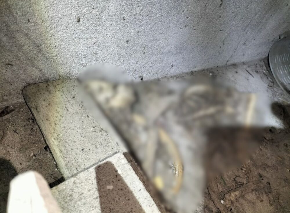 佐賀県杵島郡大町町　アライグマによる被害　G様邸　駆除実績