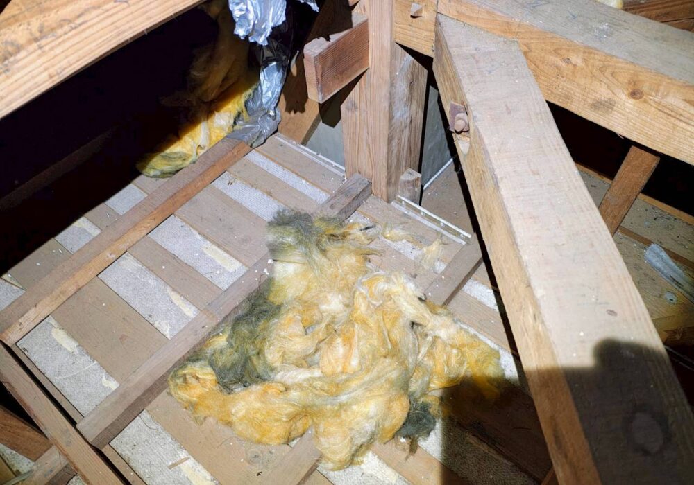 山口県宇部市　アライグマによる被害　S様邸　駆除実績