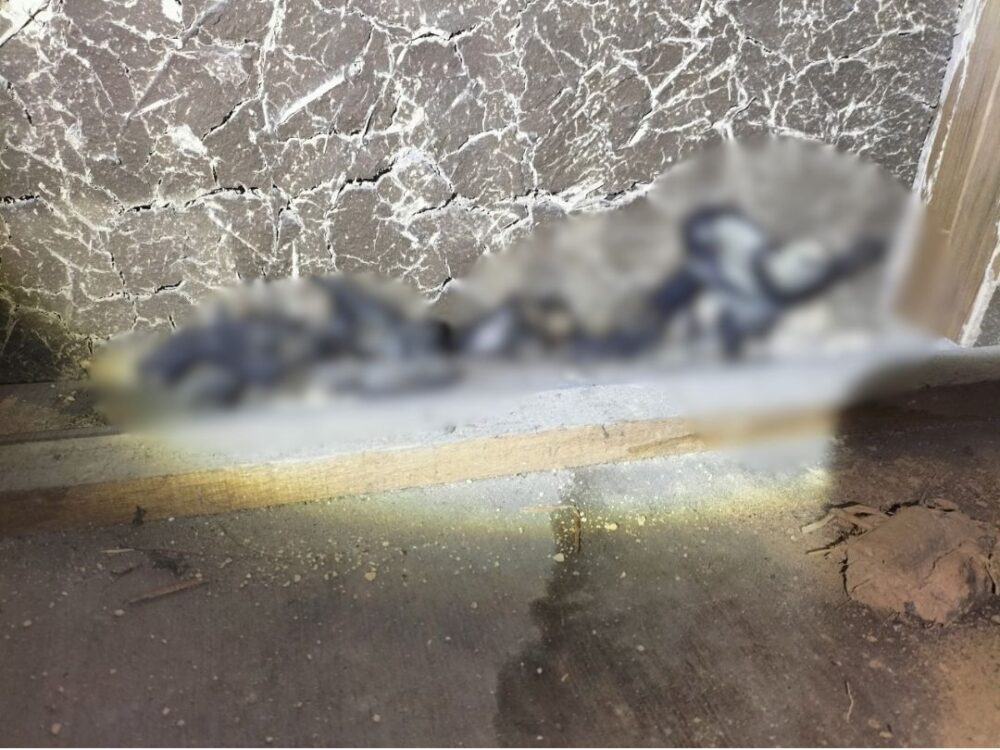 熊本県玉名郡玉東町　アライグマによる被害　F様邸　駆除実績