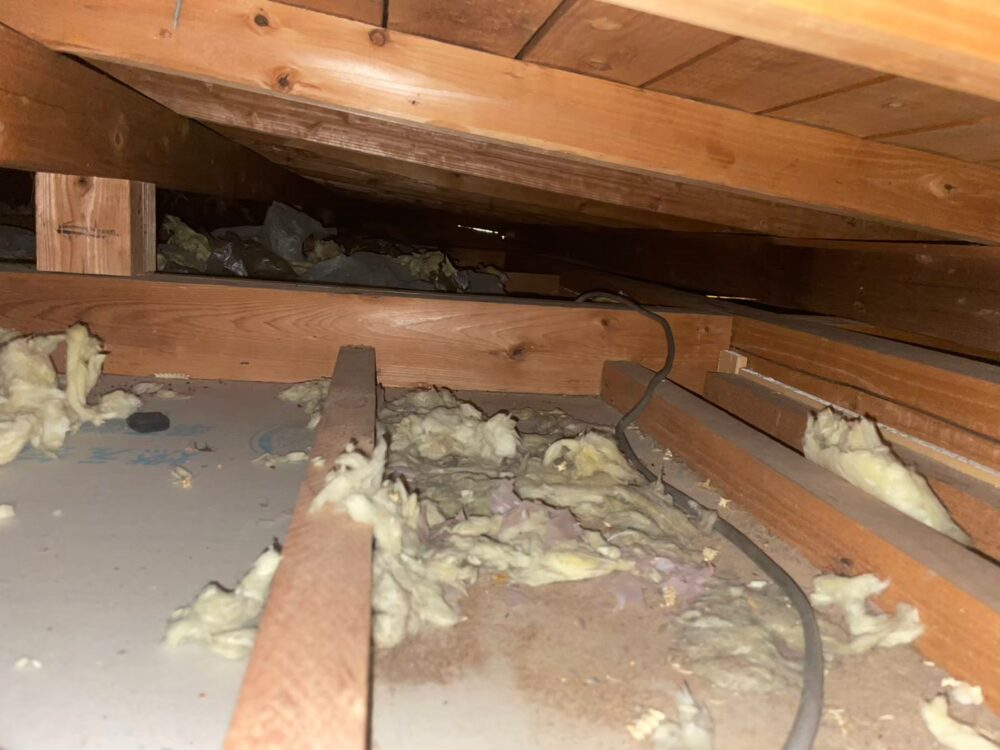 福岡県柳川市　アライグマによる被害　S様邸　駆除実績