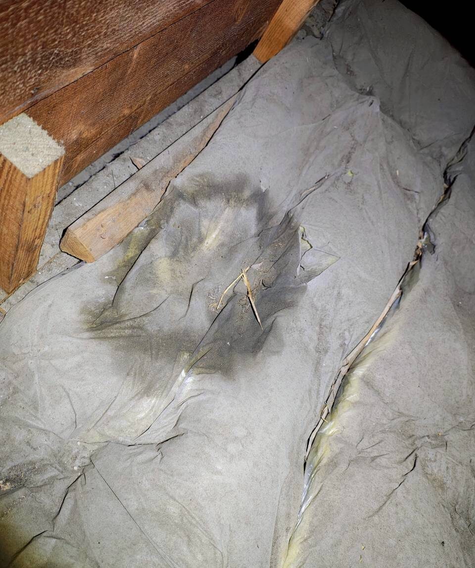 福岡県鞍手郡鞍手町　アライグマによる被害　M様邸　駆除実績