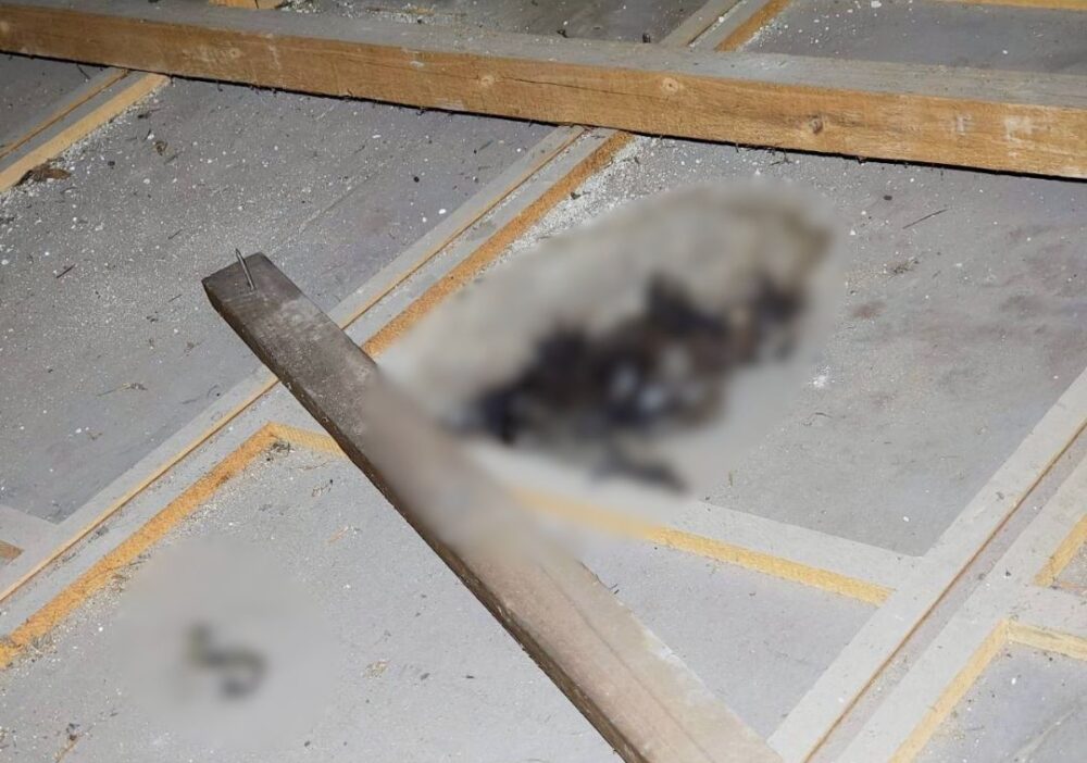 佐賀県杵島郡白石町　アライグマによる被害　U様邸　駆除実績