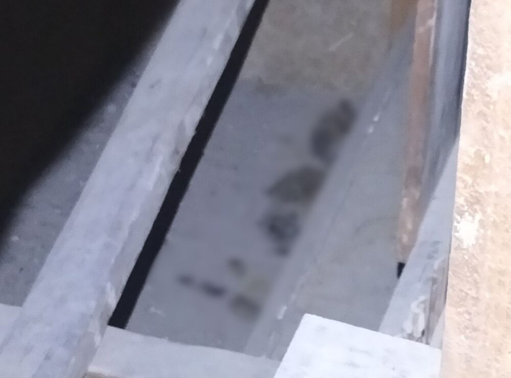 山口県宇部市　アライグマによる被害　T様邸　駆除実績