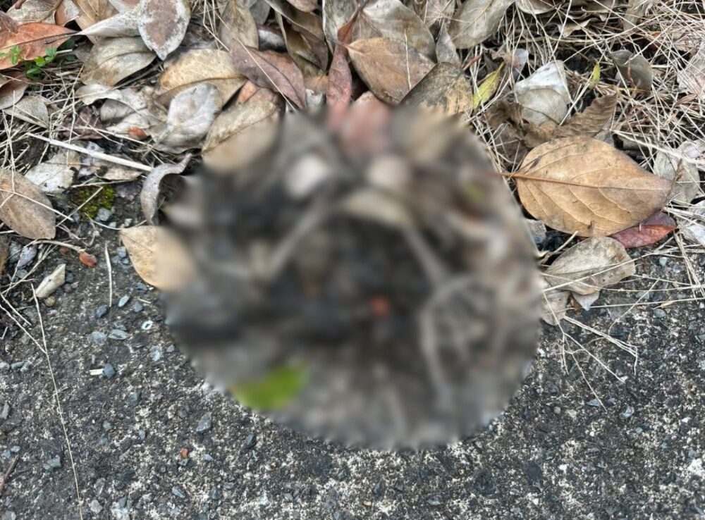 佐賀県鹿島市　アライグマによる被害　I様邸　駆除実績