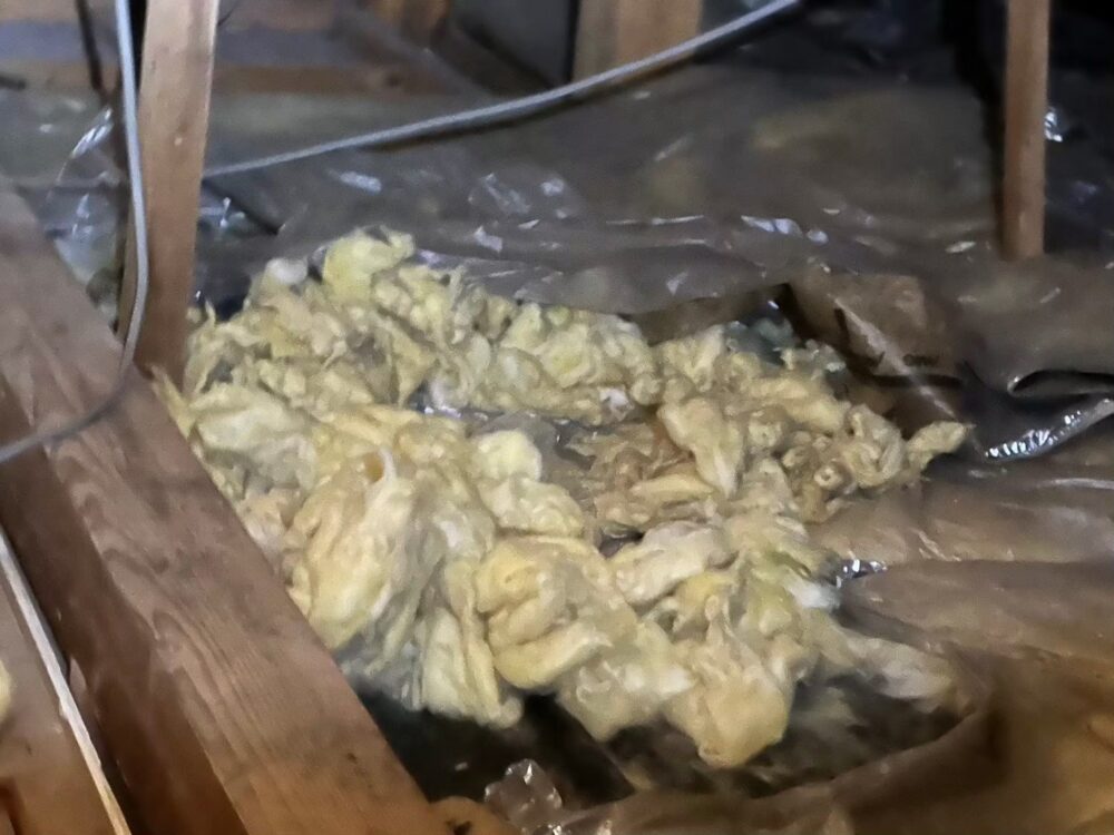 福岡県田川郡大任町　アライグマによる被害　M様邸　駆除実績