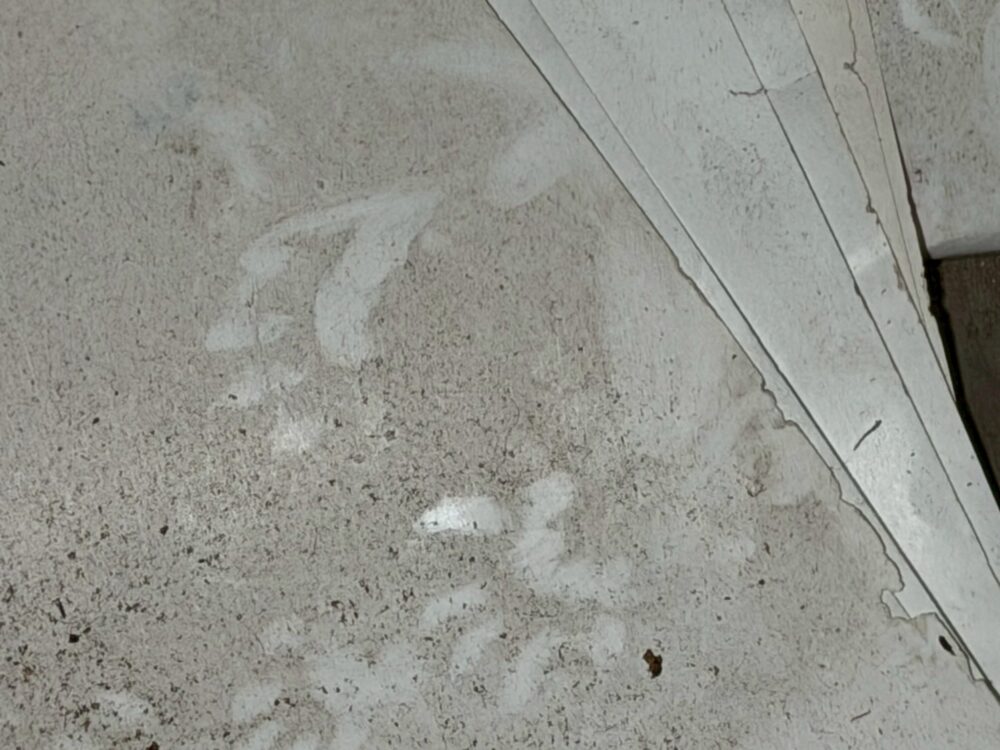 山口県山陽小野田市　アライグマによる被害　H様邸　駆除実績