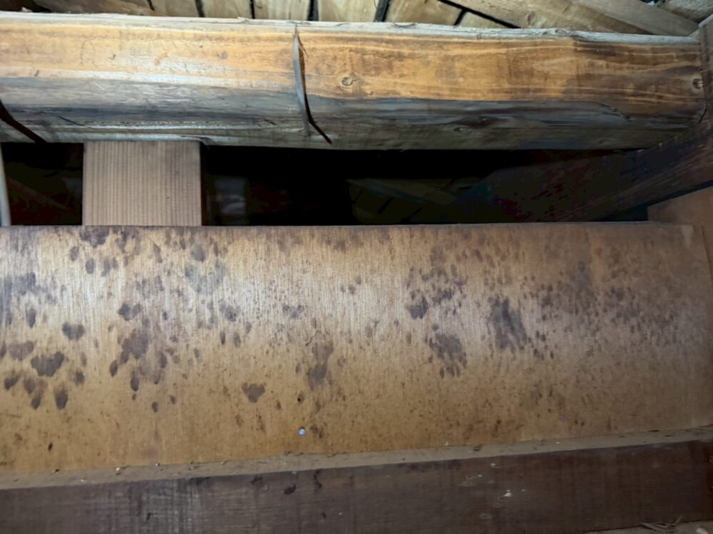 熊本県阿蘇市　アライグマによる被害　O様邸　駆除実績