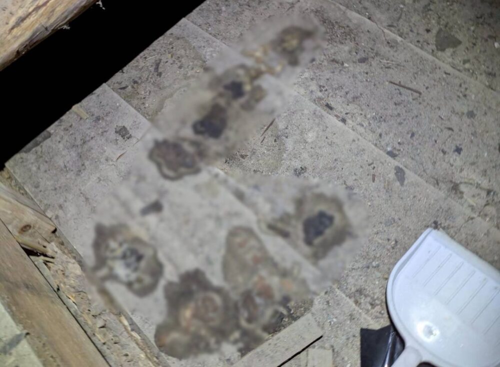 福岡県豊前市　アライグマによる被害　A様邸　駆除実績