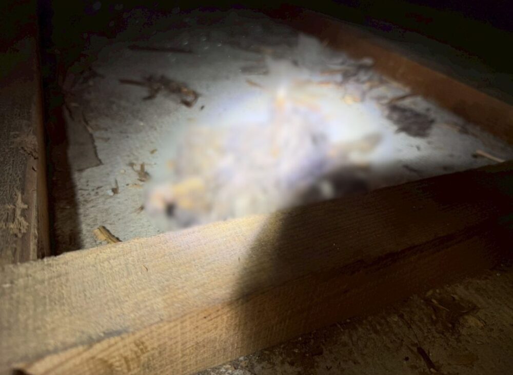 福岡県福津市　アライグマによる被害　T様邸　駆除実績