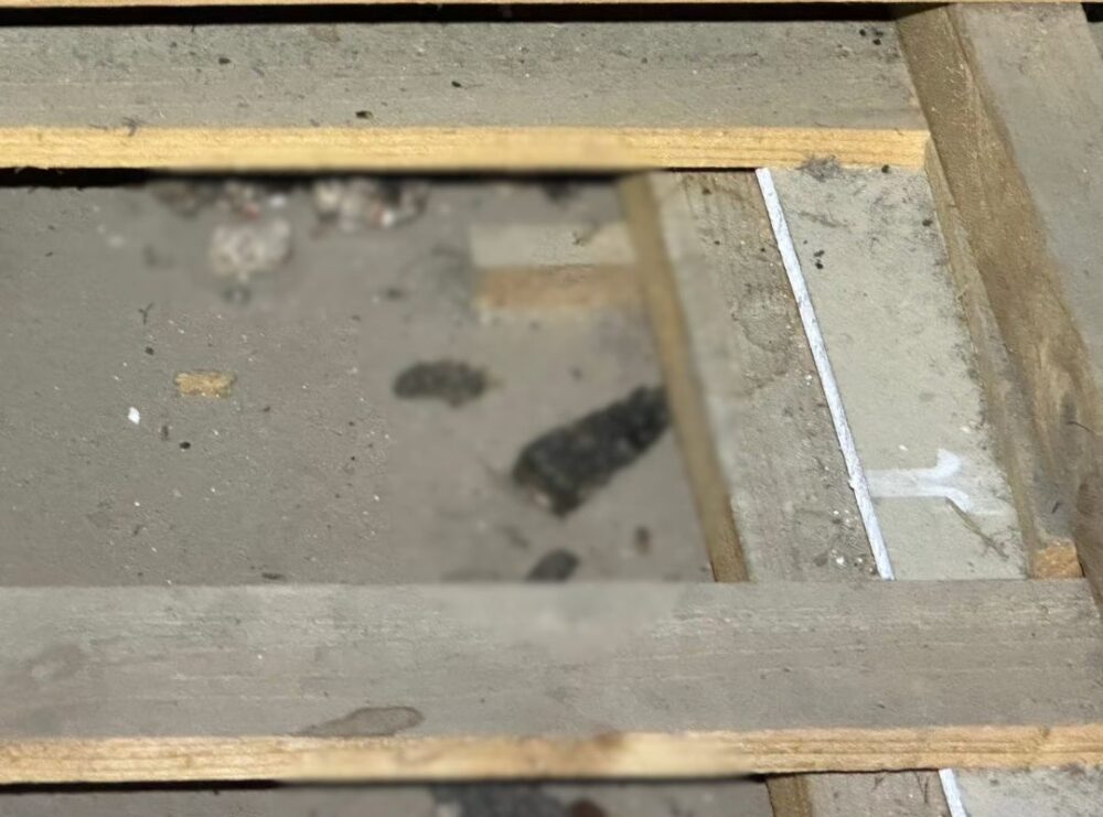 佐賀県藤津郡太良町　アライグマによる被害　T様邸　駆除実績