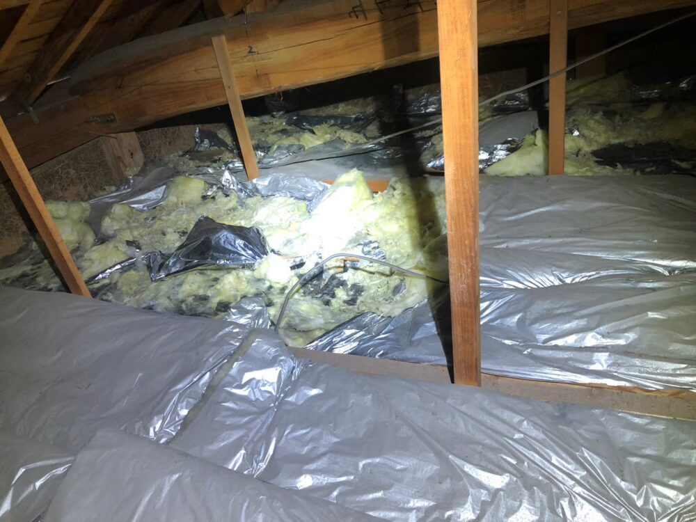 熊本県球磨郡山江村　アライグマによる被害　N様邸　駆除実績