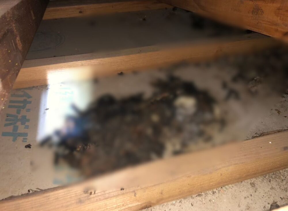長崎県北松浦郡佐々町　アライグマによる被害　I様邸　駆除実績
