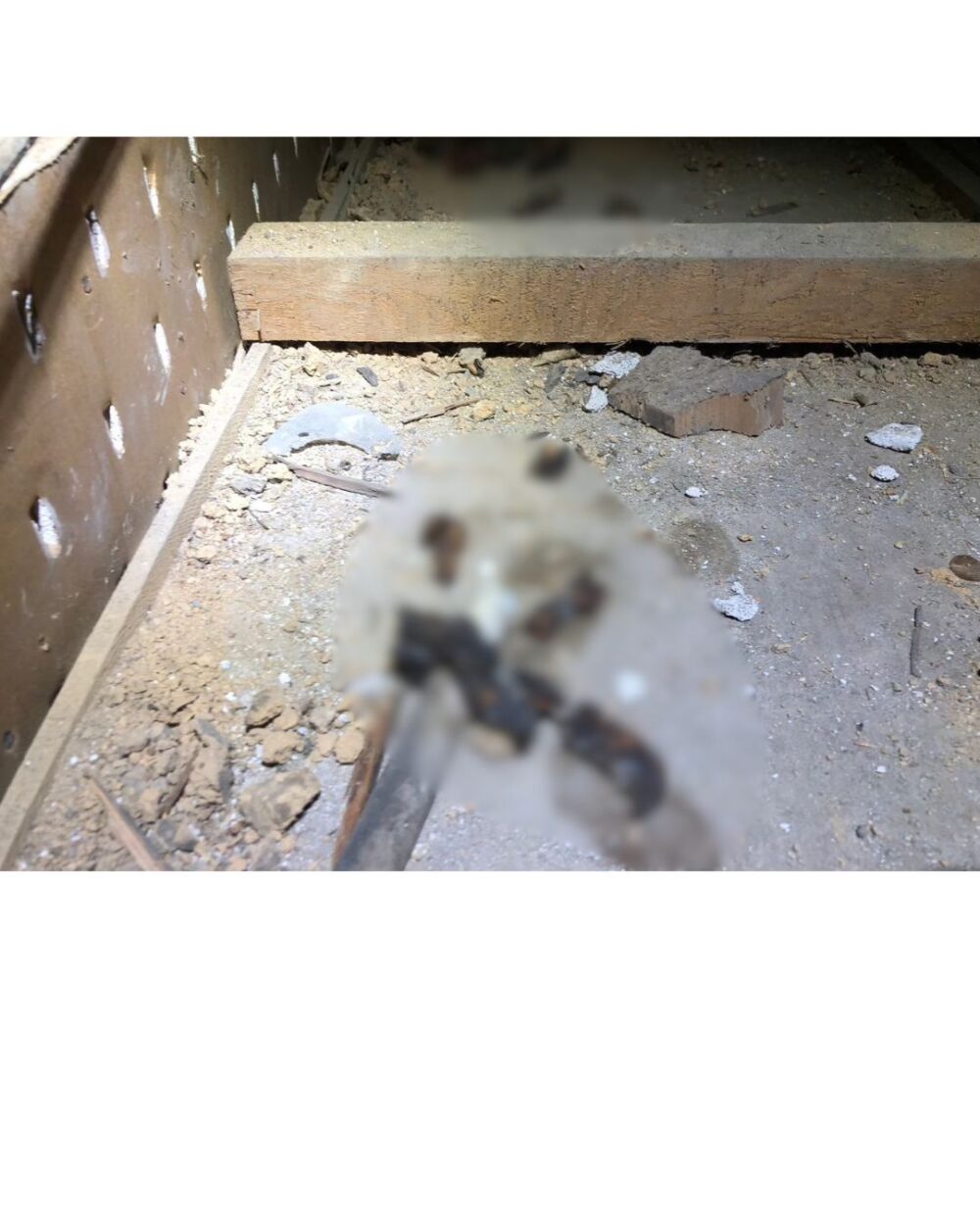 福岡県遠賀郡岡垣町　アライグマによる被害　Y様邸　駆除実績