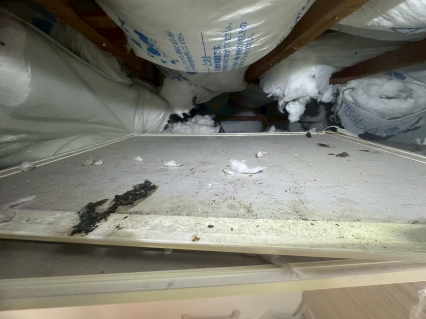 熊本県美里町　イタチによる被害　M様邸　駆除実績