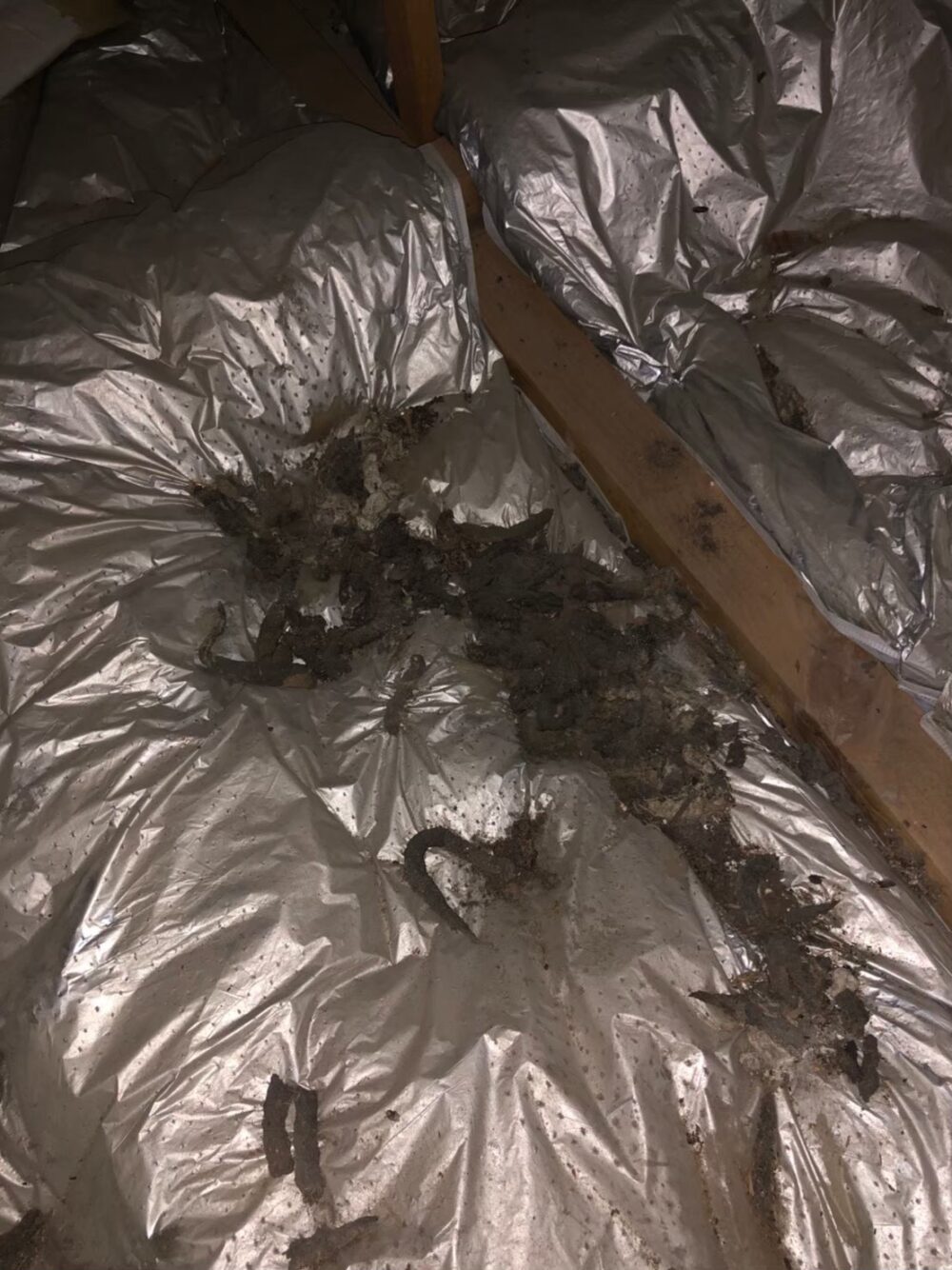 イタチ・猫による被害　H様邸　駆除実績