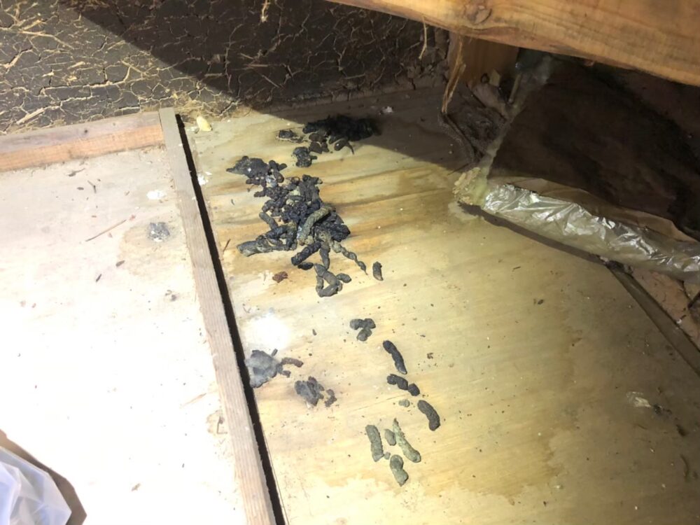 熊本県上天草市　イタチによる被害　H様邸　駆除実績