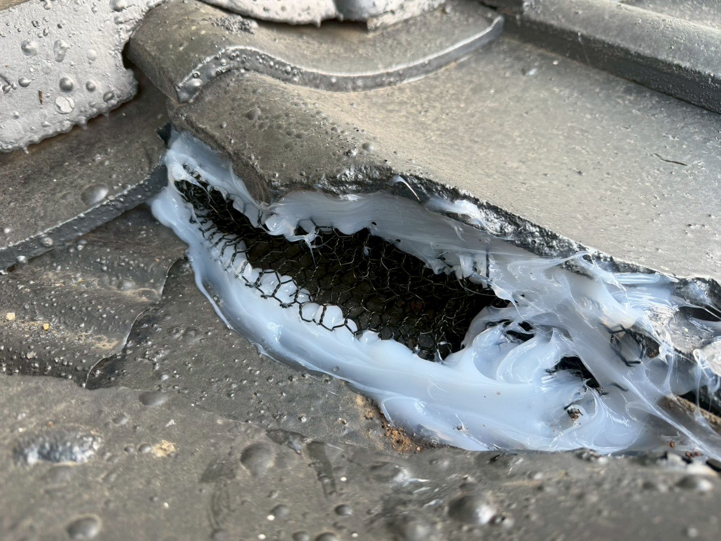 福岡県遠賀郡岡垣町　イタチによる被害　M様邸　駆除実績