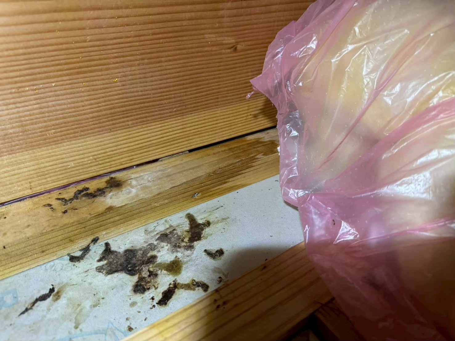 熊本県玉名市　イタチによる被害　B様邸　駆除実績