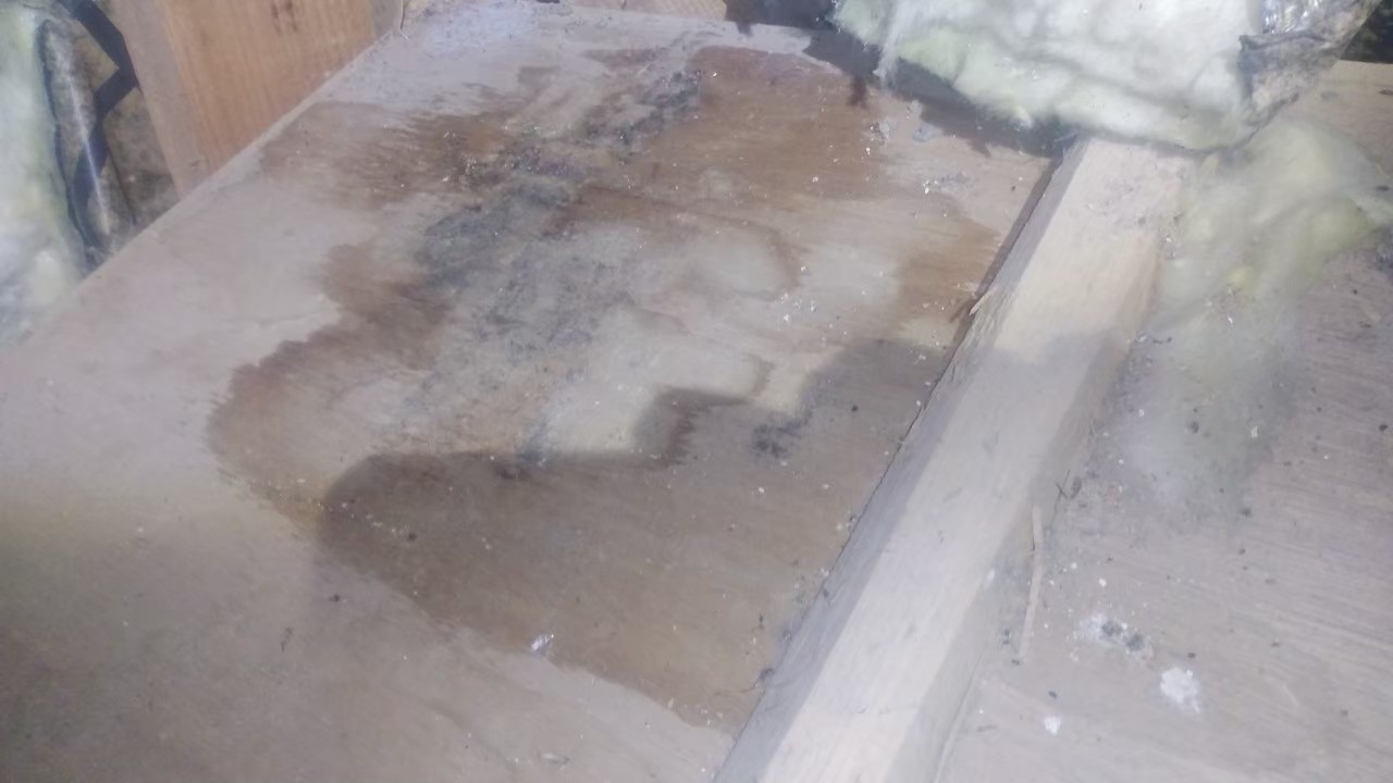 佐賀県鹿島市　イタチによる被害　D様邸　駆除実績