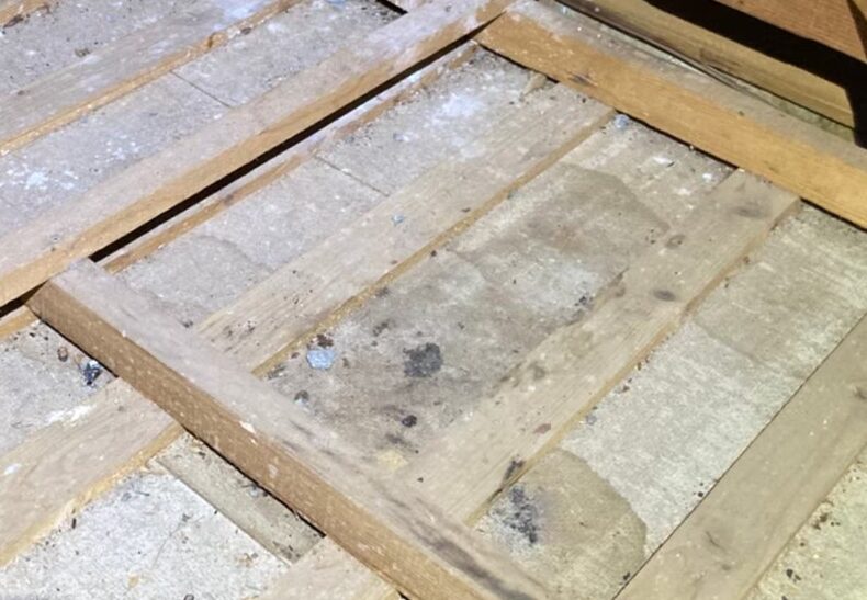 長崎県南島原市　イタチによる被害　T様邸　駆除実績