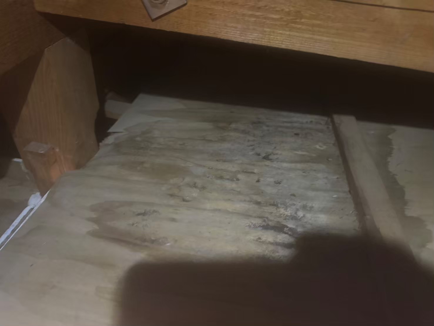 長崎県平戸市　イタチによる被害　H様邸　駆除実績