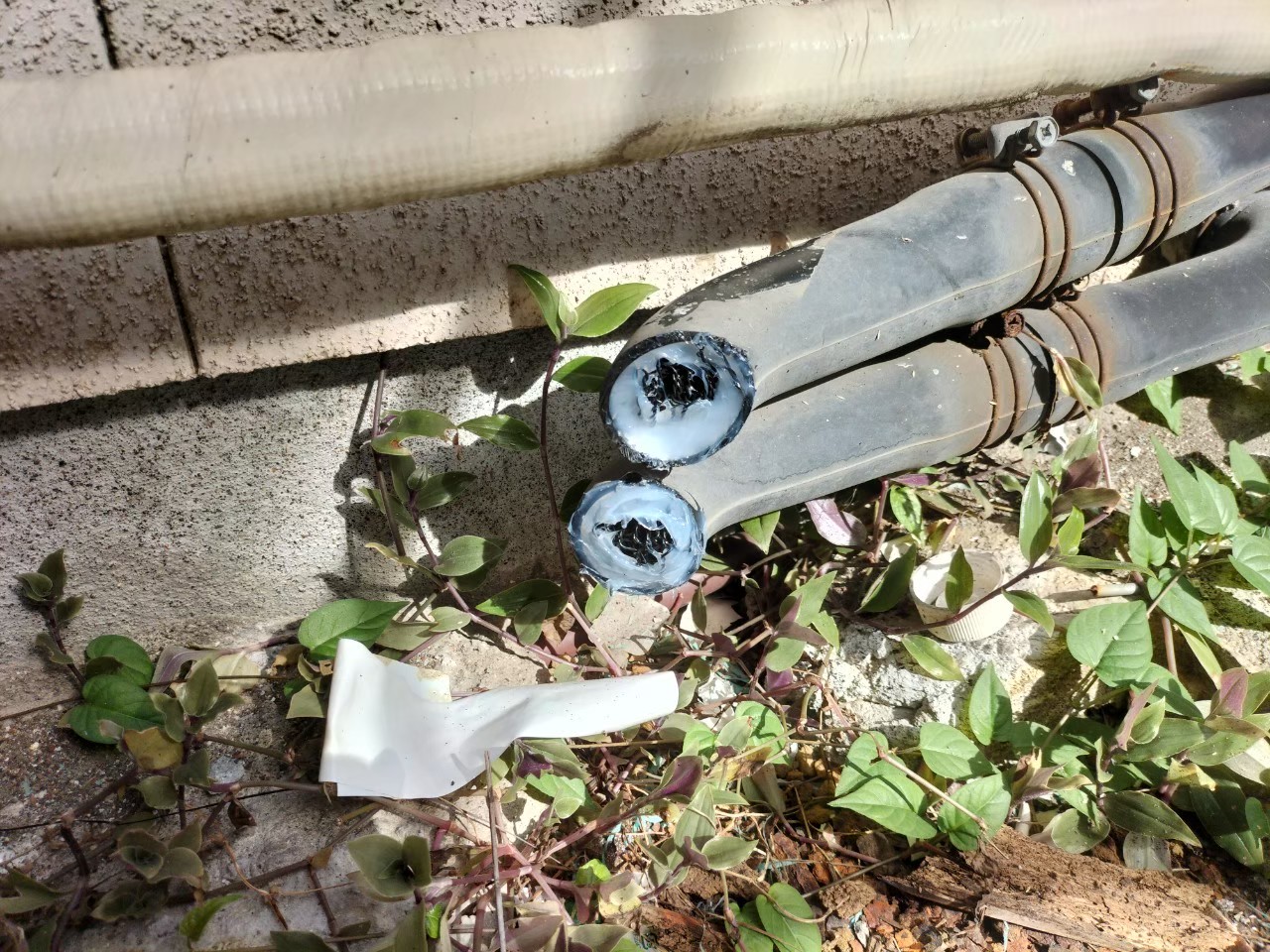 福岡県朝倉市　イタチによる被害　N様邸　駆除実績