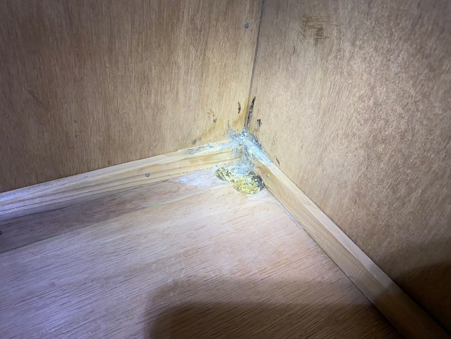 福岡県糟屋郡粕屋町　イタチによる被害　O様邸　駆除実績