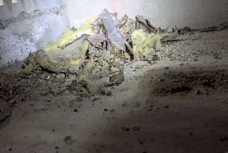 山口県宇部市　イタチによる被害　N様邸　駆除実績