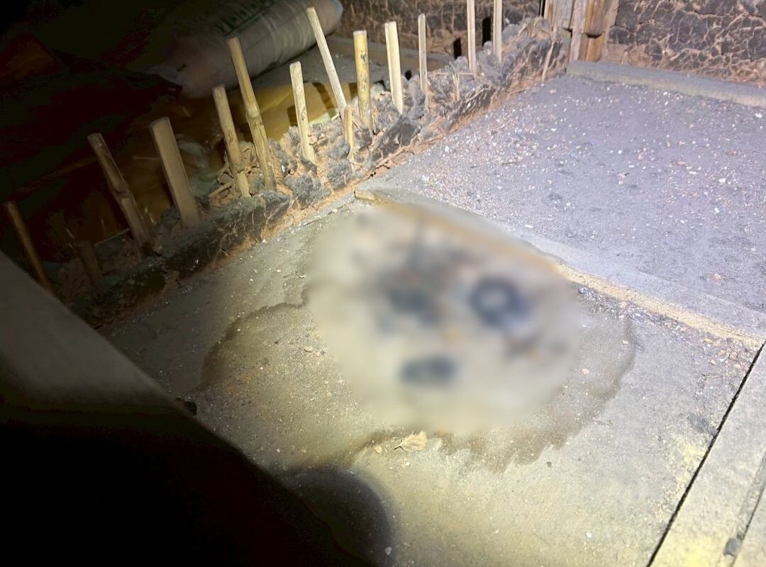 福岡県直方市　イタチによる被害　M様邸　駆除実績