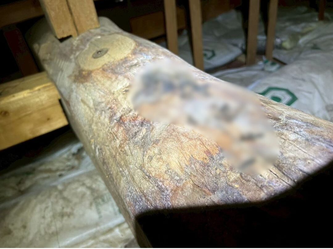 福岡県大牟田市　イタチによる被害　R様邸　駆除実績
