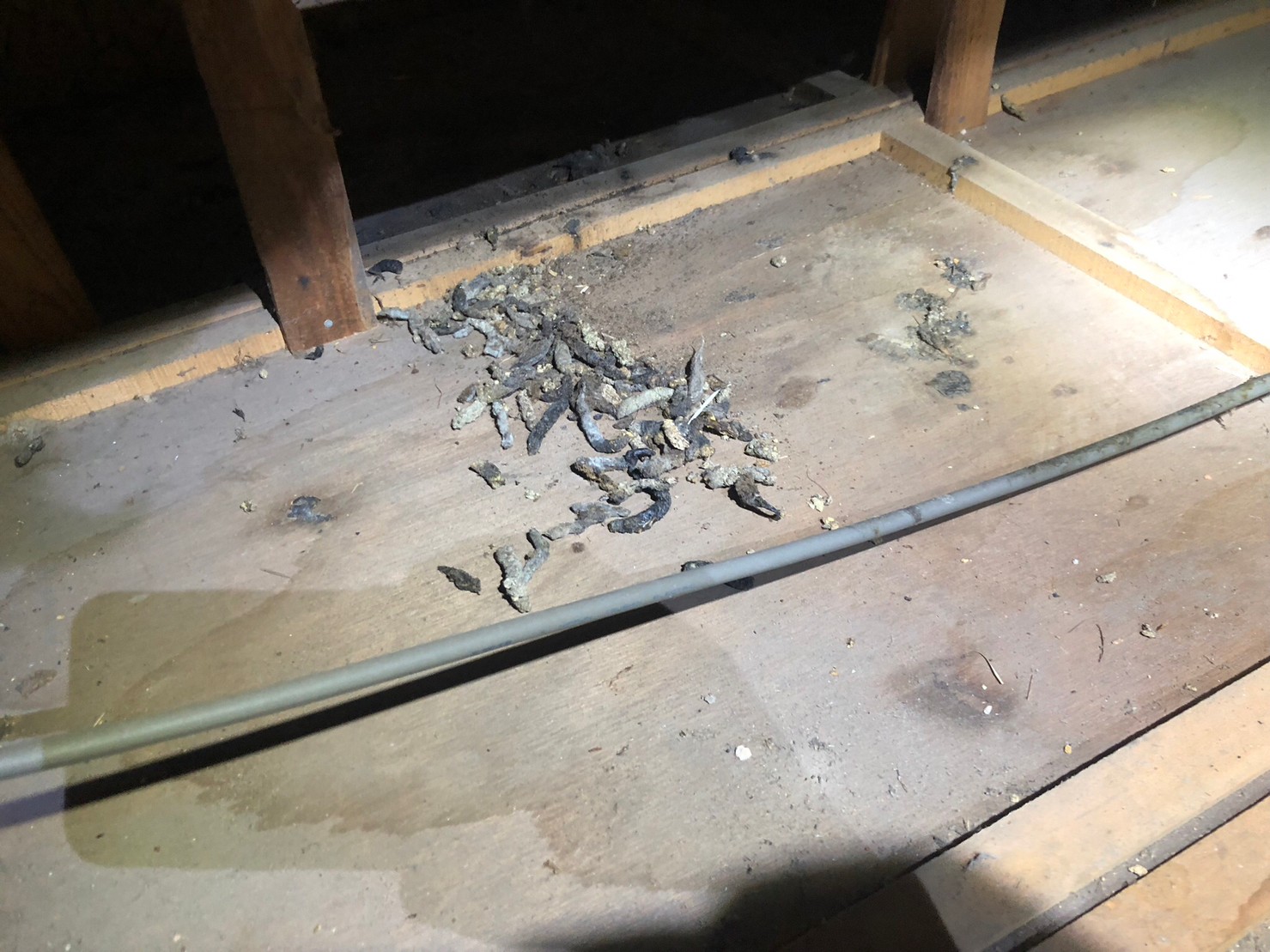 長崎県松浦市　イタチによる被害　T様邸　駆除実績