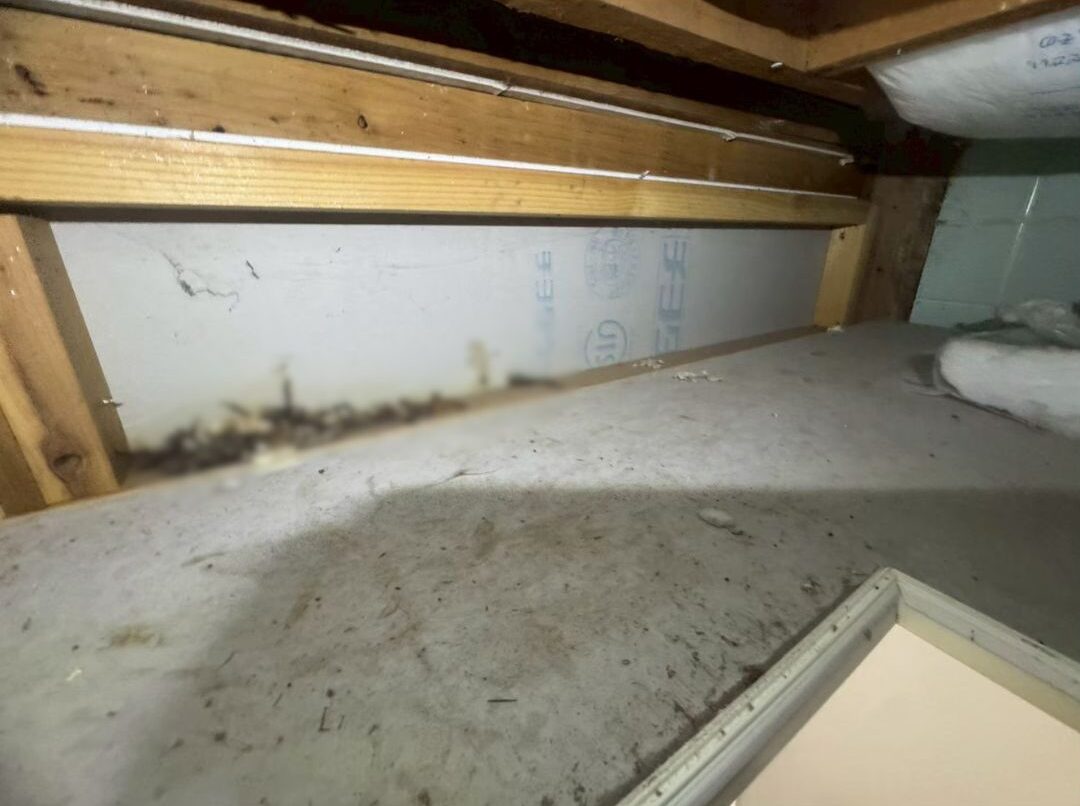福岡県鞍手郡小竹町　イタチによる被害　I様邸　駆除実績