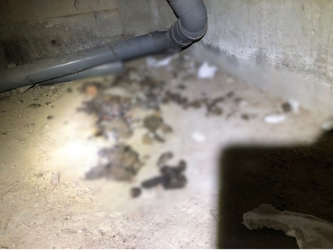 大分県玖珠郡玖珠町　イタチによる被害　O様邸　駆除実績