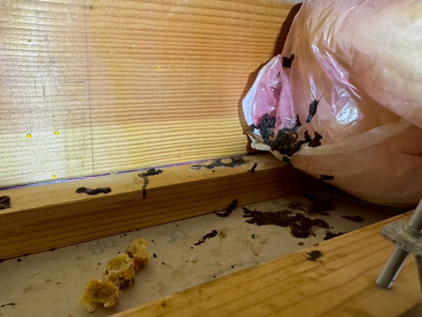 熊本県玉名市　イタチによる被害　B様邸　駆除実績