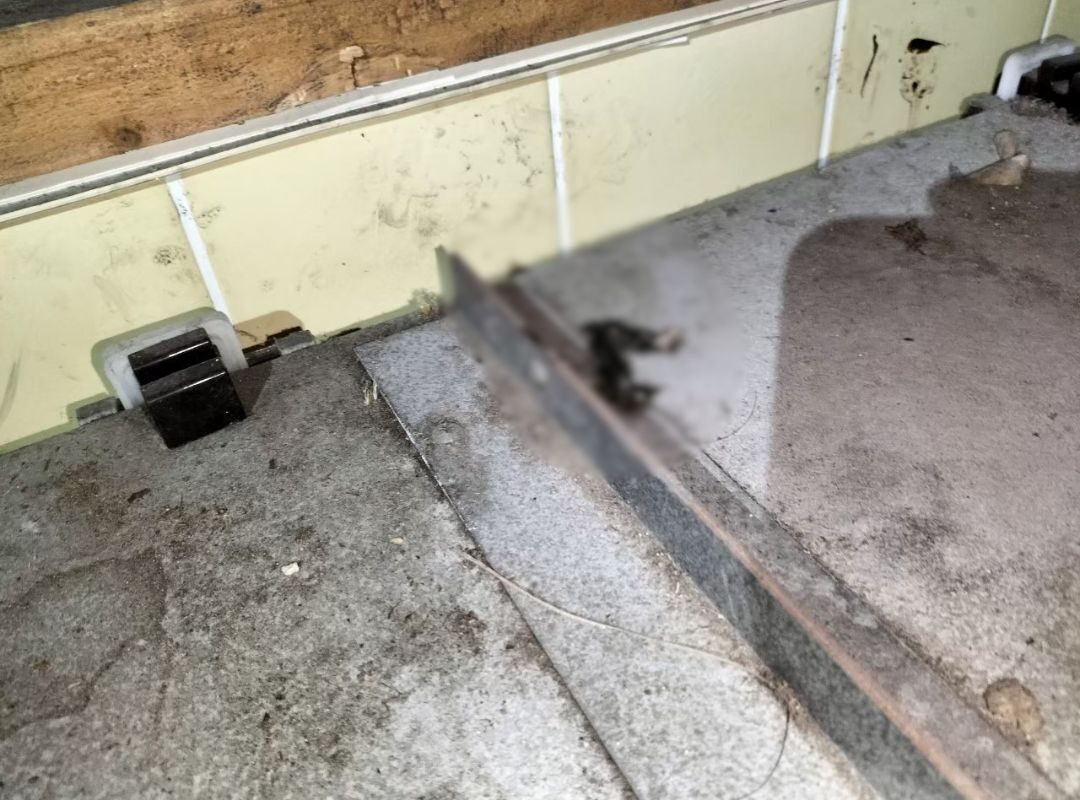福岡県田川郡福智町　イタチによる被害　H様邸　駆除実績
