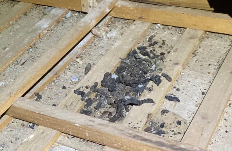 長崎県南島原市　イタチによる被害　T様邸　駆除実績