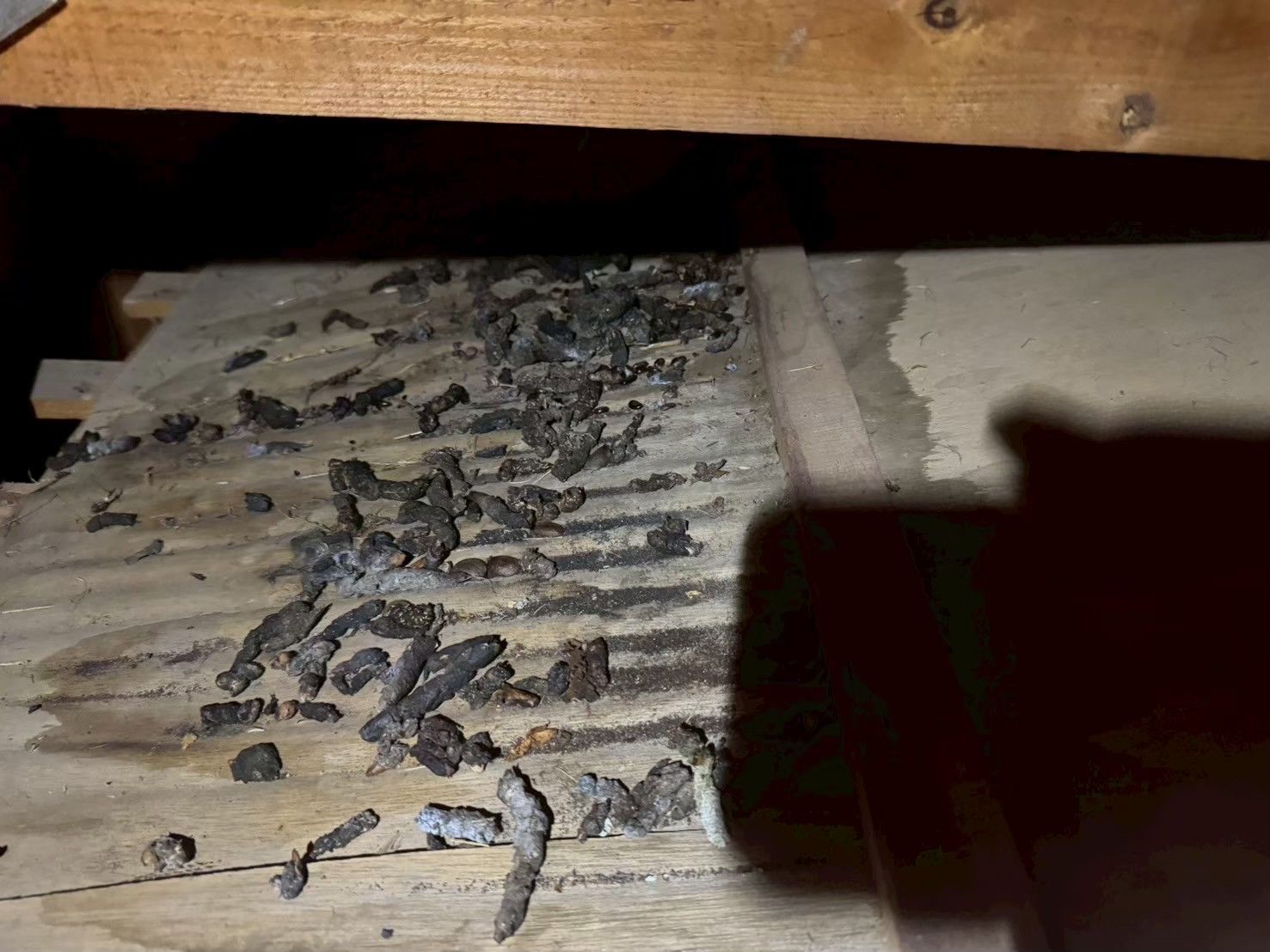 長崎県平戸市　イタチによる被害　H様邸　駆除実績