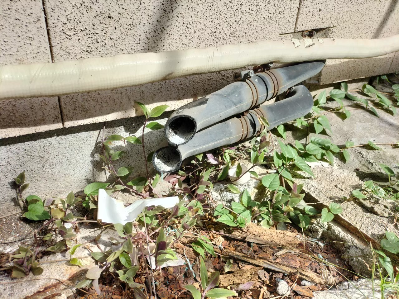 福岡県朝倉市　イタチによる被害　N様邸　駆除実績