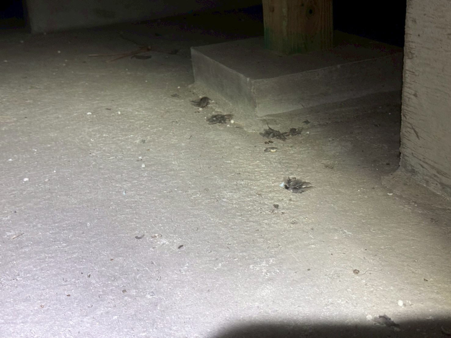 福岡県太宰府市　イタチによる被害　Y様邸　駆除実績