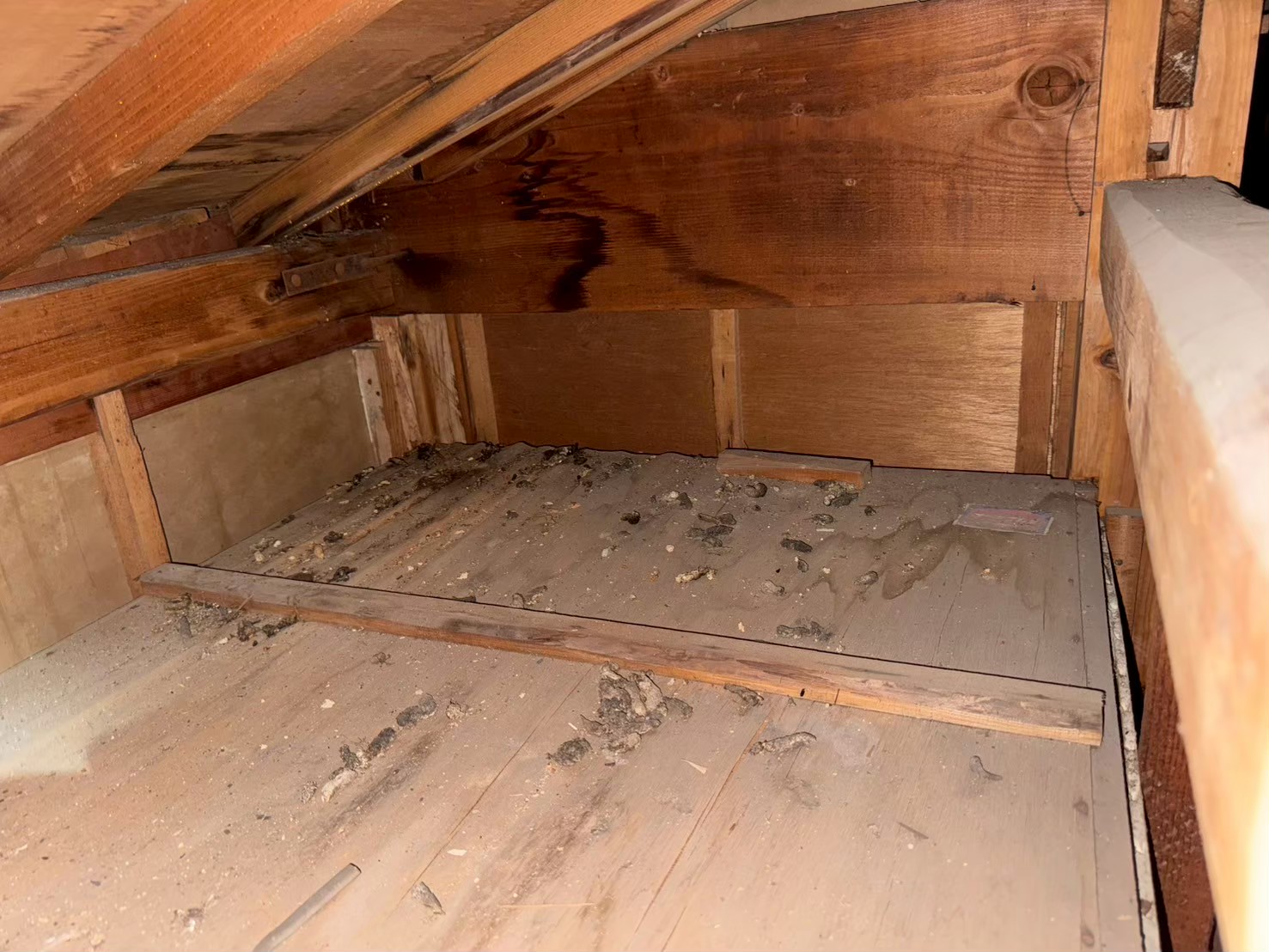 山口県下関市　イタチによる被害　A様邸　駆除実績