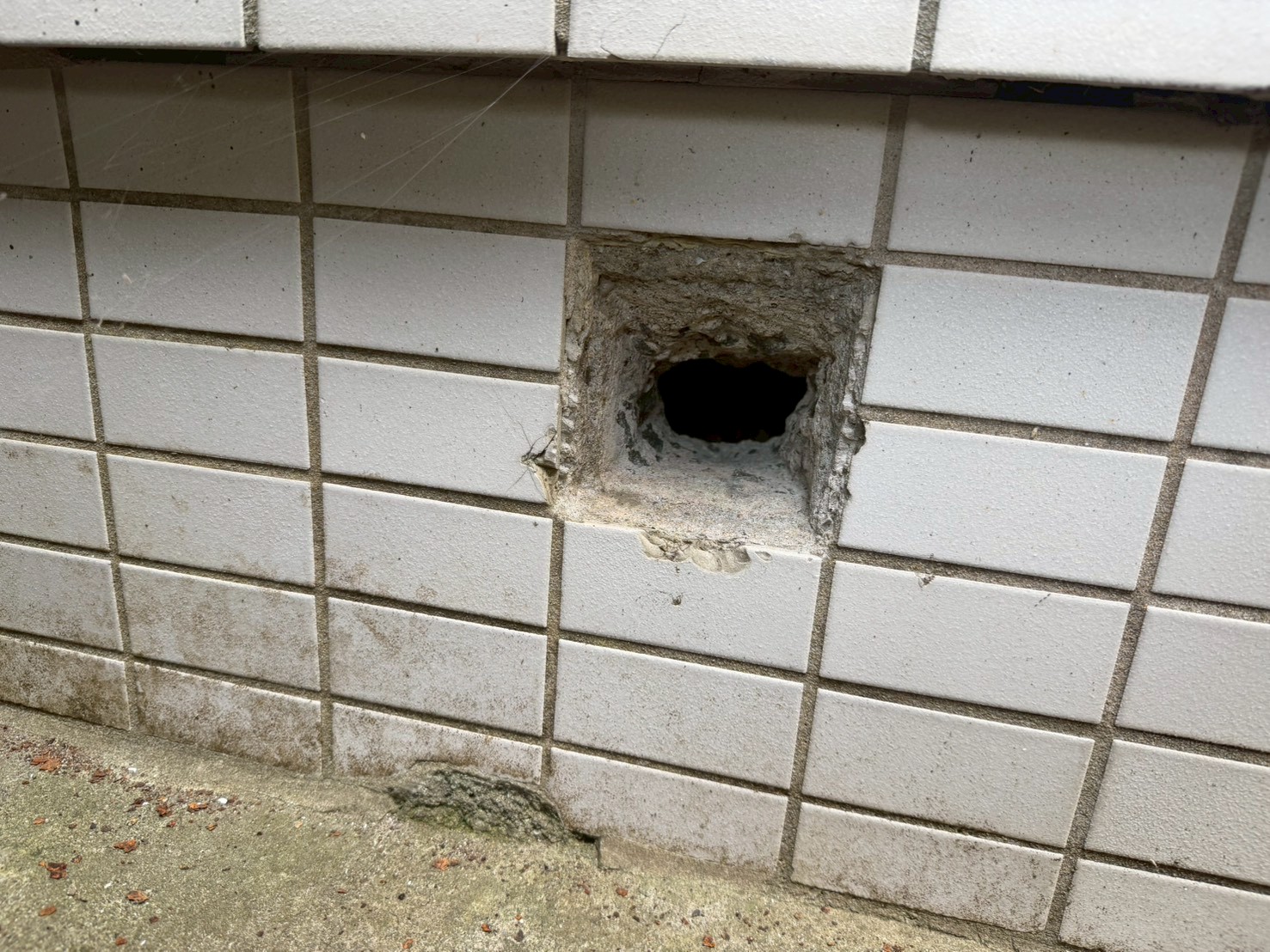 大分県大分市　イタチによる被害　G様邸　駆除実績