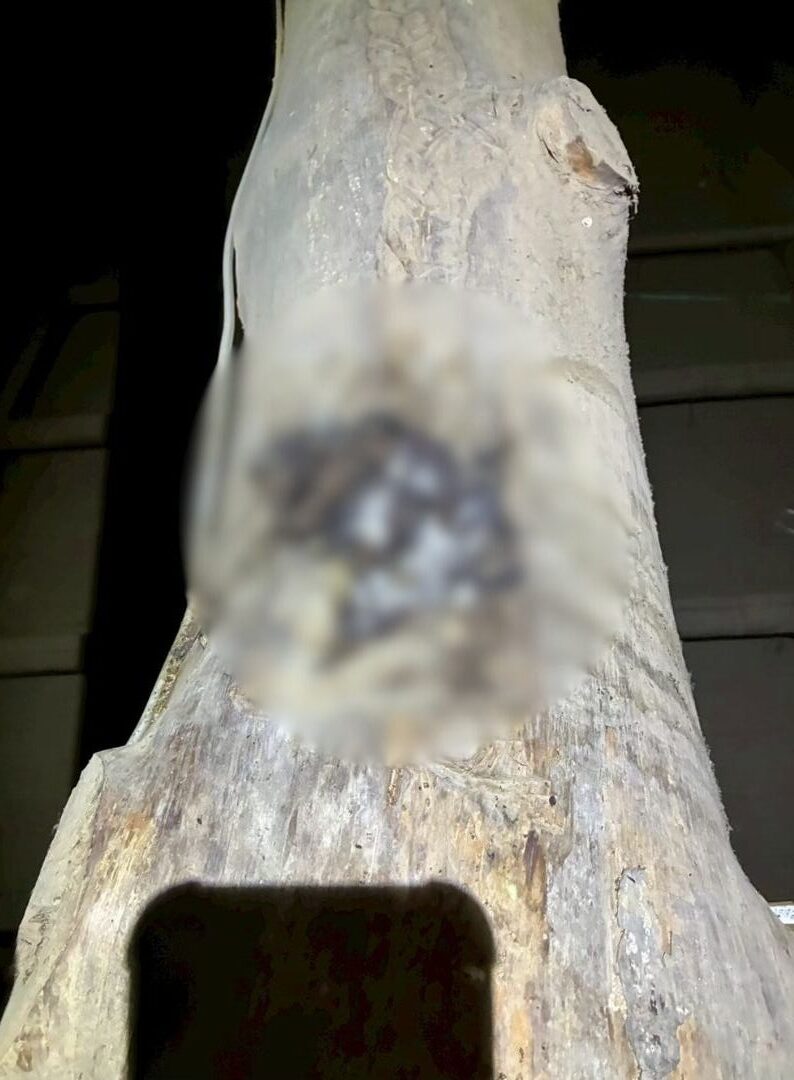 佐賀県藤津郡太良町　イタチによる被害　H様邸　駆除実績
