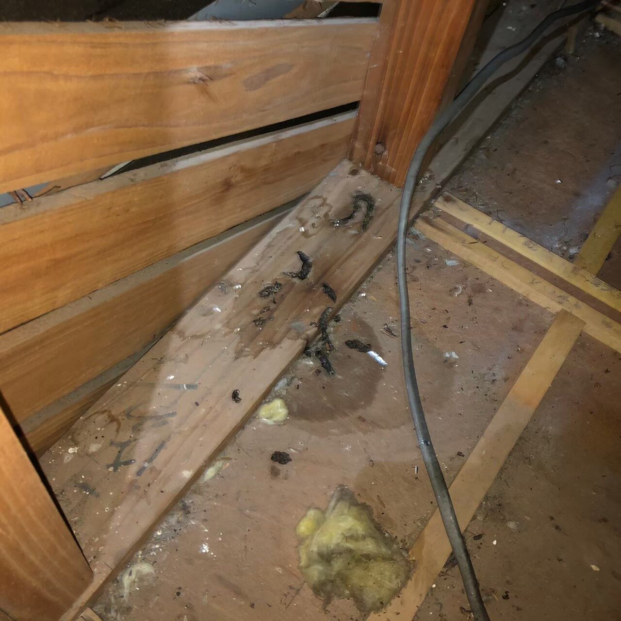 熊本県宇土市　イタチによる被害　J様邸　駆除実績