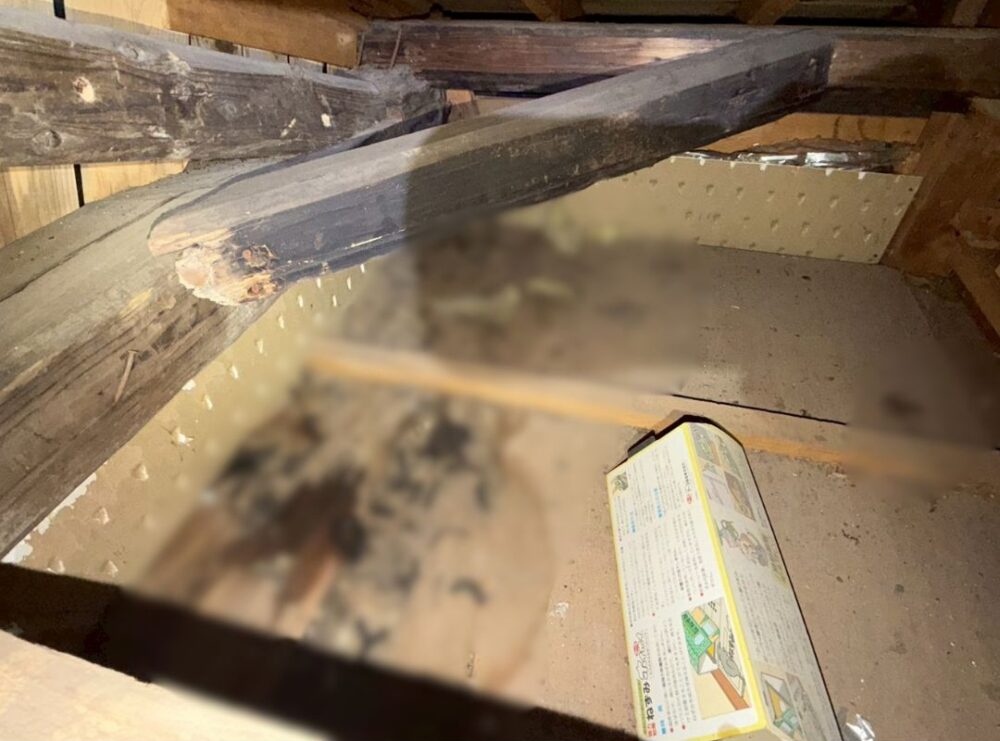 大分県中津市　イタチによる被害　A様邸　駆除実績