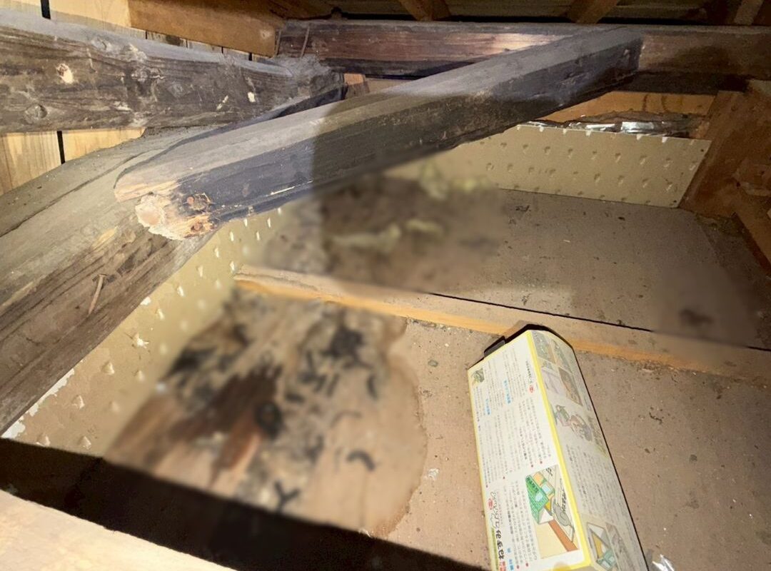 福岡県糟屋郡神宮町　イタチによる被害　I様邸　駆除実績