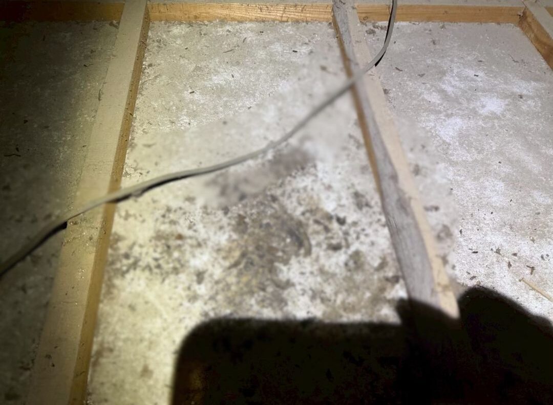福岡県遠賀郡岡垣町　イタチによる被害　M様邸　駆除実績