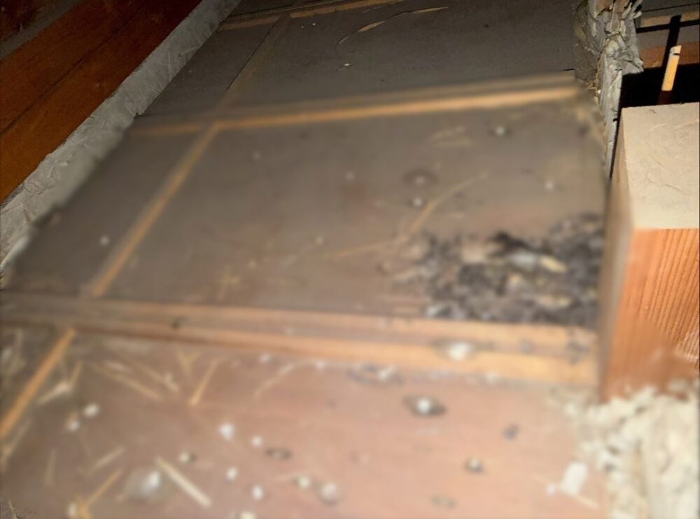 福岡県直方市　イタチによる被害　M様邸　駆除実績